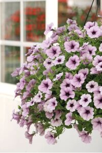 Petunya ( Petunia) Sarkan Petunya Fidesi Purple Vein  - 1