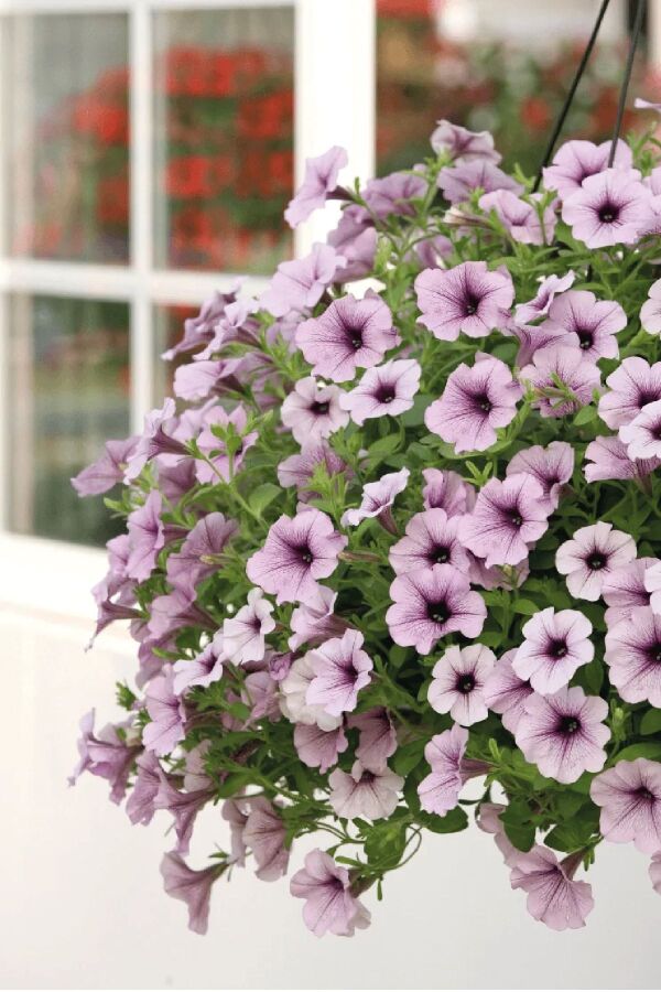 Petunya ( Petunia) Sarkan Petunya Fidesi Purple Vein  - 1