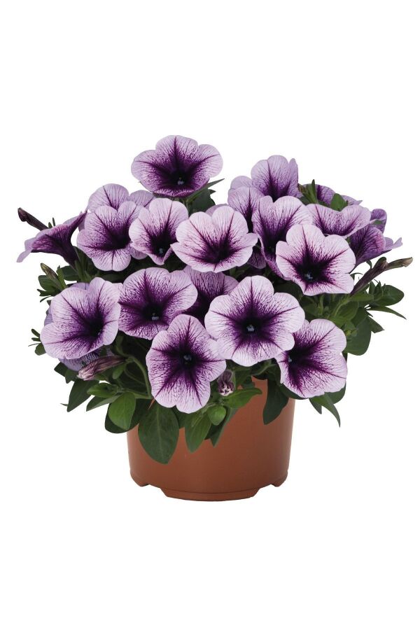 Petunya ( Petunia) Sarkan Petunya Fidesi Purple Vein  - 3