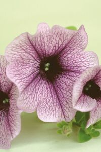 Petunya ( Petunia) Sarkan Petunya Fidesi Purple Vein  - 5
