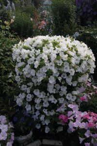 Petunya ( Petunia) Sarkan Petunya Fidesi White  - 1