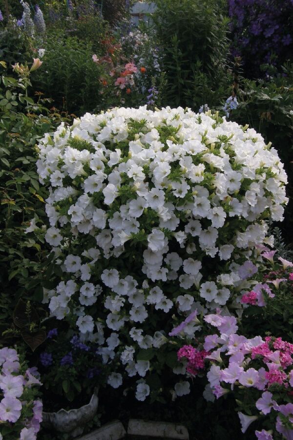 Petunya ( Petunia) Sarkan Petunya Fidesi White  - 1