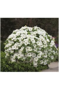 Petunya ( Petunia) Sarkan Petunya Fidesi White  - 5