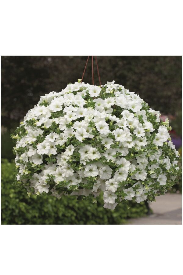 Petunya ( Petunia) Sarkan Petunya Fidesi White  - 5