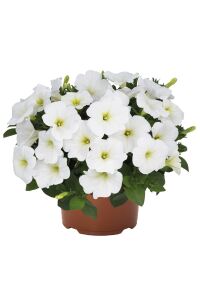 Petunya ( Petunia) Sarkan Petunya Fidesi White  - 6