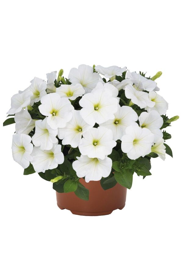 Petunya ( Petunia) Sarkan Petunya Fidesi White  - 6