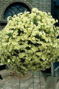 Petunya ( Petunia) Sarkan Petunya Fidesi Yellow  - 1