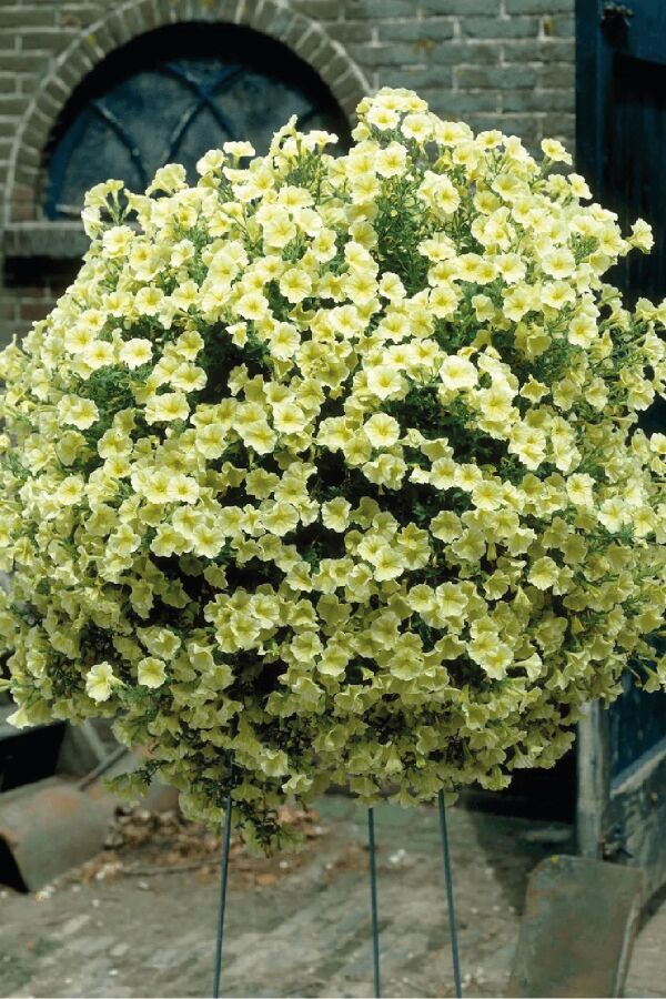 Petunya ( Petunia) Sarkan Petunya Fidesi Yellow  - 1