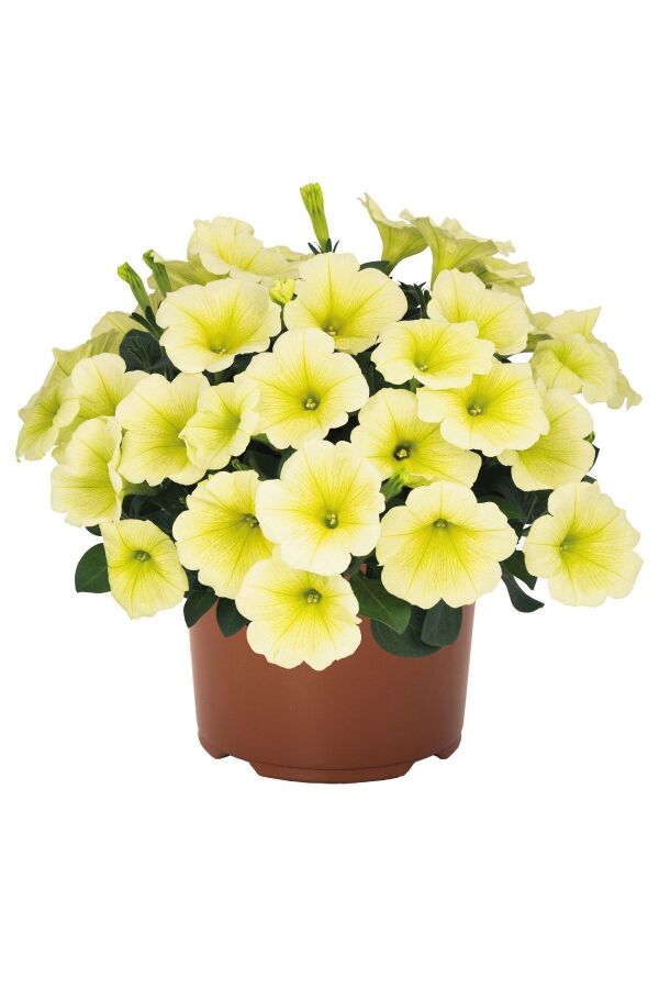Petunya ( Petunia) Sarkan Petunya Fidesi Yellow  - 2