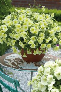 Petunya ( Petunia) Sarkan Petunya Fidesi Yellow  - 5