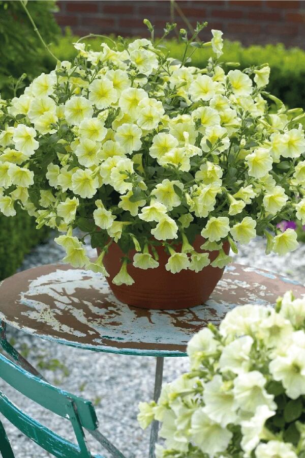 Petunya ( Petunia) Sarkan Petunya Fidesi Yellow  - 5