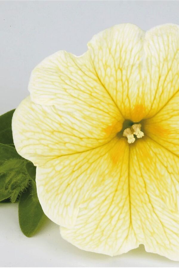 Petunya ( Petunia) Sarkan Petunya Fidesi Yellow  - 7