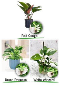 Philodendron  Fide Seti 3 Adet - 1