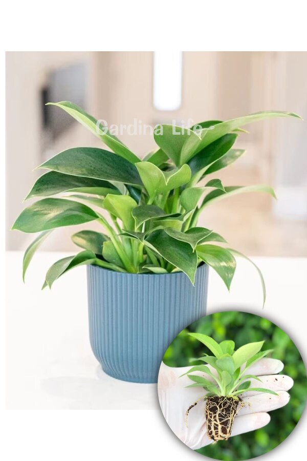 Philodendron  Fide Seti 3 Adet - 2
