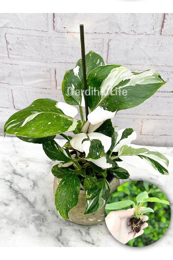Philodendron  Fide Seti 3 Adet - 4