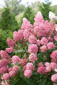 Pink Lady Ortanca Fidanı  ( Hydrangea Paniculata Pink Lady ) - 1