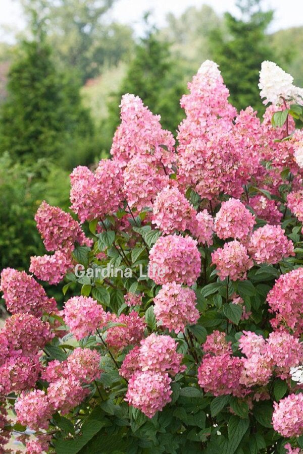 Pink Lady Ortanca Fidanı  ( Hydrangea Paniculata Pink Lady ) - 1