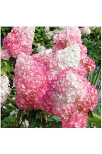 Pink Lady Ortanca Fidanı  ( Hydrangea Paniculata Pink Lady ) - 3
