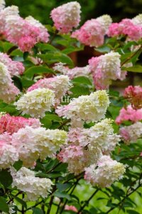 Pink Lady Ortanca Fidanı  ( Hydrangea Paniculata Pink Lady ) - 4