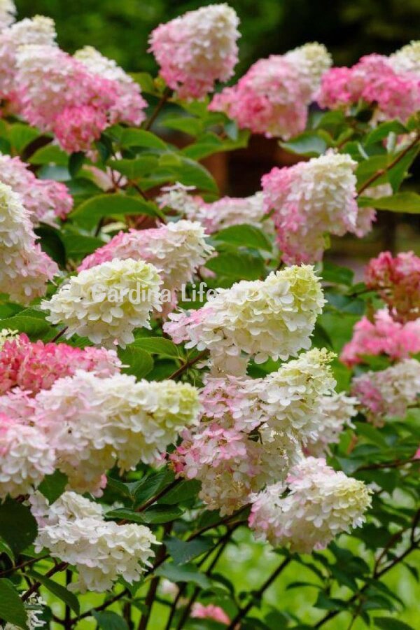 Pink Lady Ortanca Fidanı  ( Hydrangea Paniculata Pink Lady ) - 4