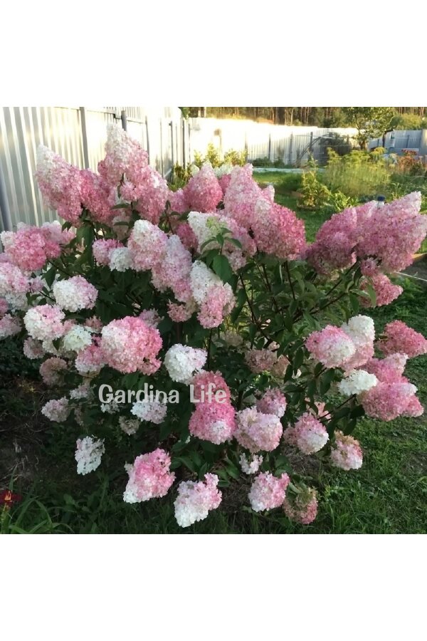 Pink Lady Ortanca Fidanı  ( Hydrangea Paniculata Pink Lady ) - 5