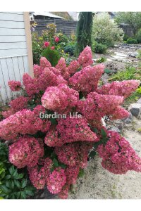 Pink Lady Ortanca Fidanı  ( Hydrangea Paniculata Pink Lady ) - 6