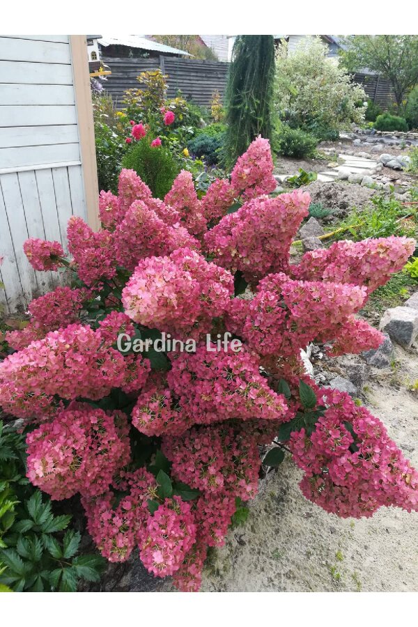 Pink Lady Ortanca Fidanı  ( Hydrangea Paniculata Pink Lady ) - 6
