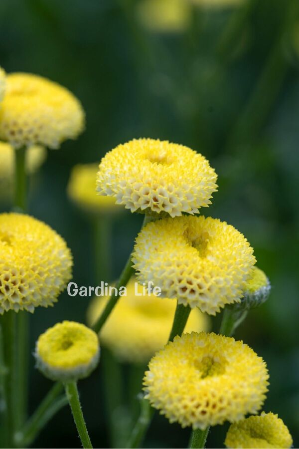 Pire Otu  Fidesi Amazon  ( Tanacetum parthenium) - 1
