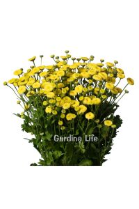 Pire Otu  Fidesi Amazon  ( Tanacetum parthenium) - 2