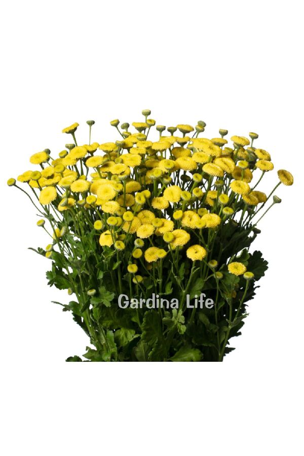 Pire Otu  Fidesi Amazon  ( Tanacetum parthenium) - 2