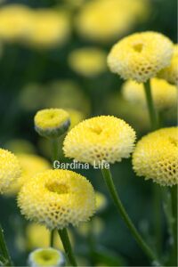 Pire Otu  Fidesi Amazon  ( Tanacetum parthenium) - 3