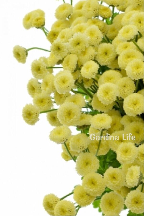 Pire Otu  Fidesi Amazon  ( Tanacetum parthenium) - 4
