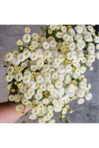 Pire Otu  Fidesi Baya  ( Tanacetum parthenium) - 3