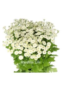 Pire Otu  Fidesi Baya  ( Tanacetum parthenium) - 5