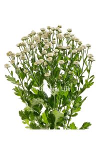 Pire Otu  Fidesi Baya  ( Tanacetum parthenium) - 6