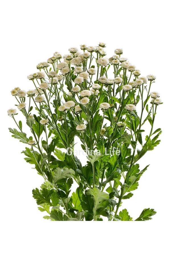 Pire Otu  Fidesi Baya  ( Tanacetum parthenium) - 6