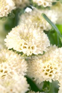 Pire Otu  Fidesi Baya  ( Tanacetum parthenium) - 7