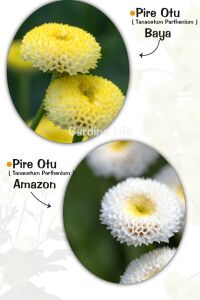 Pire Otu  Fidesi Mix  ( Tanacetum parthenium) - 1
