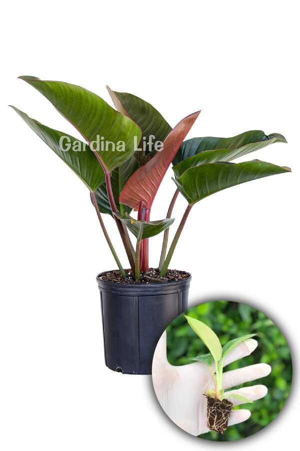 Red Congo Fidesi Philodendron  ( Philodendron Hederaceum ) - 1