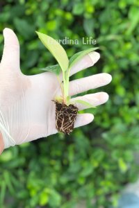 Red Congo Fidesi Philodendron  ( Philodendron Hederaceum ) - 2