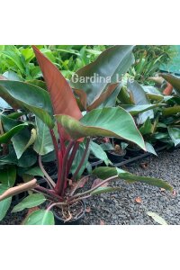 Red Congo Fidesi Philodendron  ( Philodendron Hederaceum ) - 3