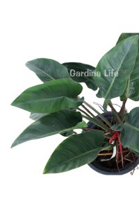 Red Congo Fidesi Philodendron  ( Philodendron Hederaceum ) - 4