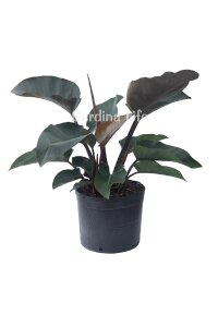 Red Congo Fidesi Philodendron  ( Philodendron Hederaceum ) - 5