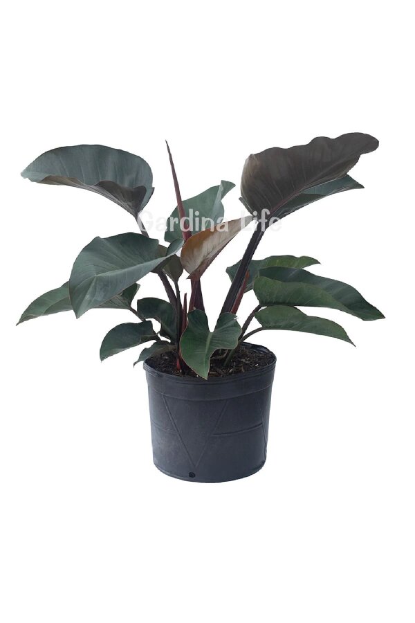 Red Congo Fidesi Philodendron  ( Philodendron Hederaceum ) - 5