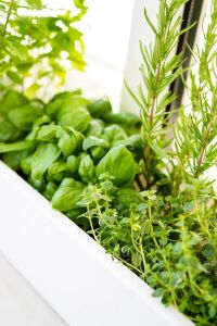 Reyhan - Fesleğen Fidesi ( Mıx ) 10 Adet  - 2