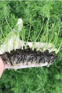Rezene Fidesi 10 Adet - 2
