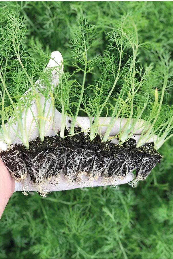 Rezene Fidesi 10 Adet - 2