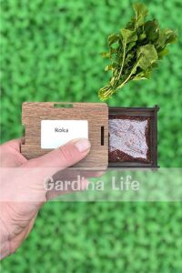 Roka Tohumu 25 Gr. Geniş Yaprak 10.000 Tohum - 2