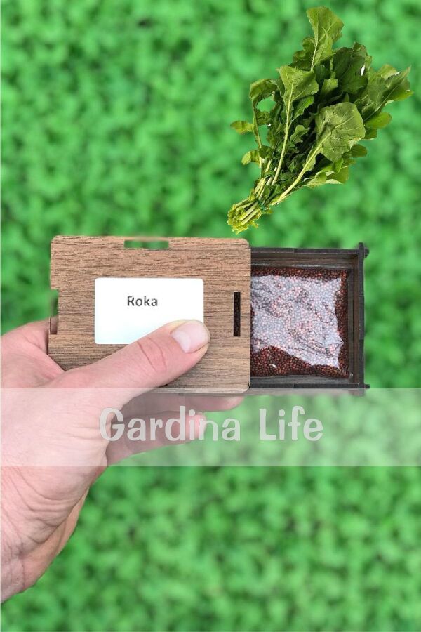 Roka Tohumu 25 Gr. Geniş Yaprak 10.000 Tohum - 2