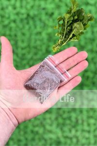 Roka Tohumu 25 Gr. Geniş Yaprak 10.000 Tohum - 3